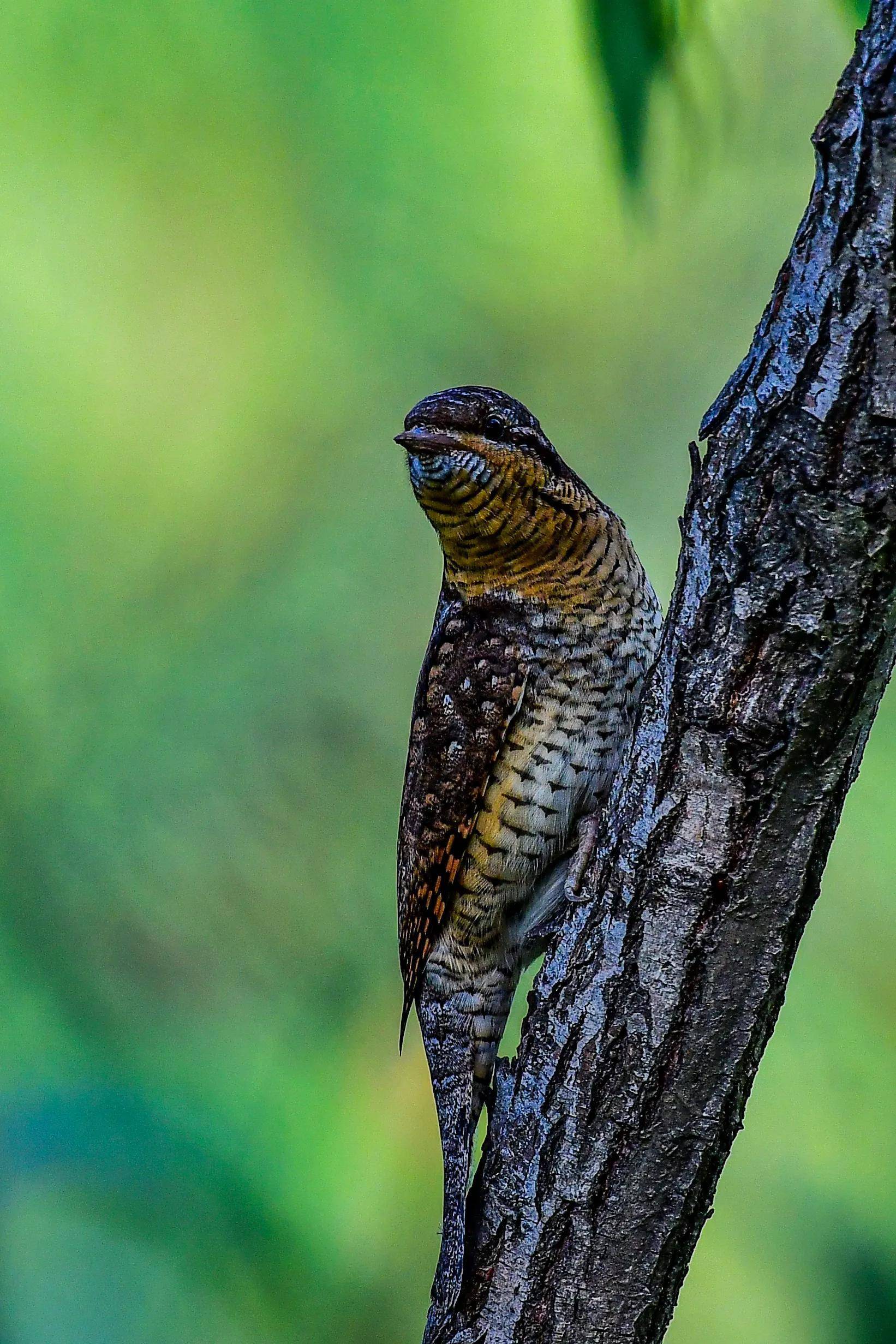 会飞的食蚁兽 蚁裂鸟_啄木鸟_树洞_地面