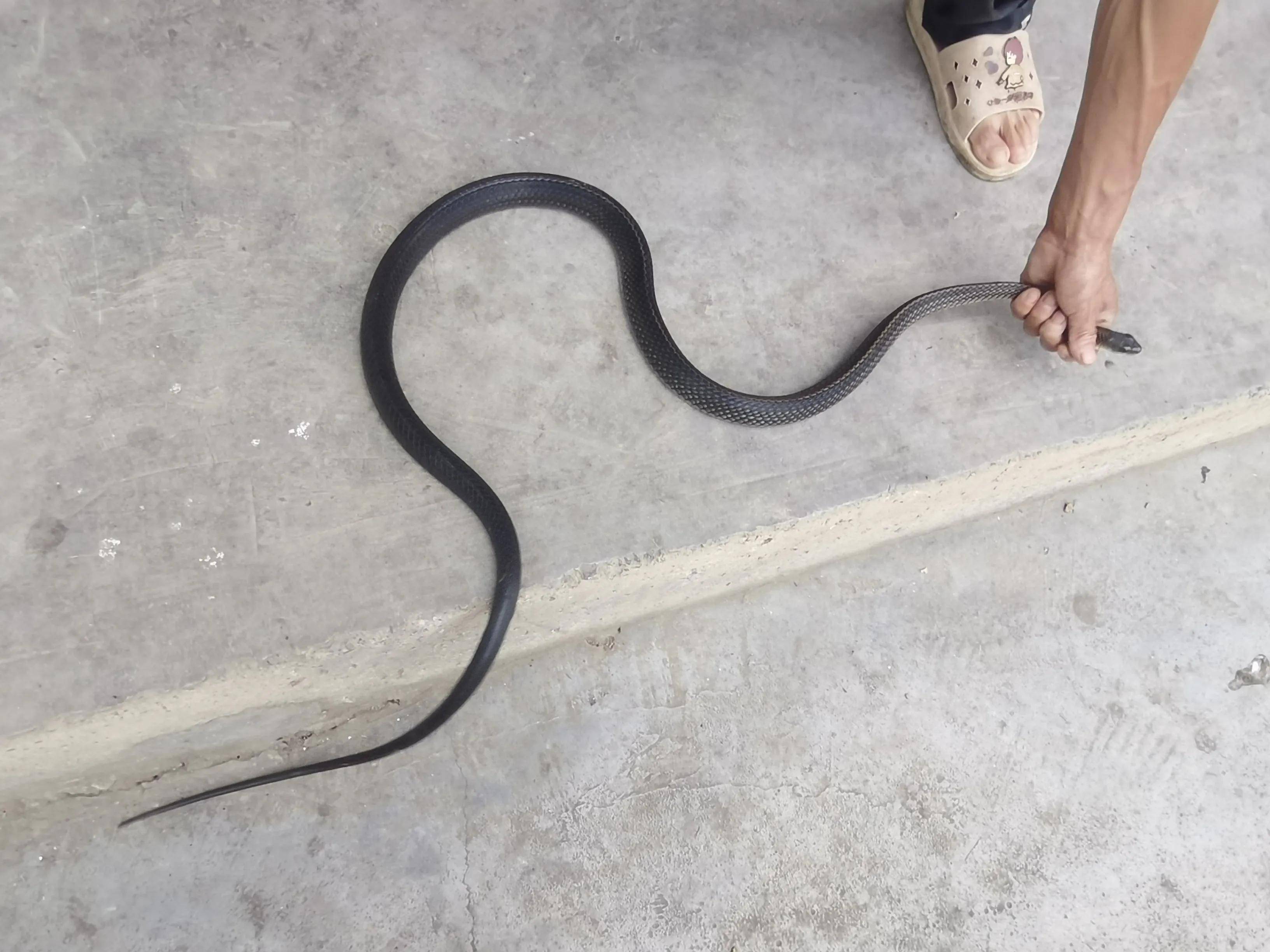 活捉进屋的野生乌梢蛇,当然结果还是放生了_时候_不知道_种类