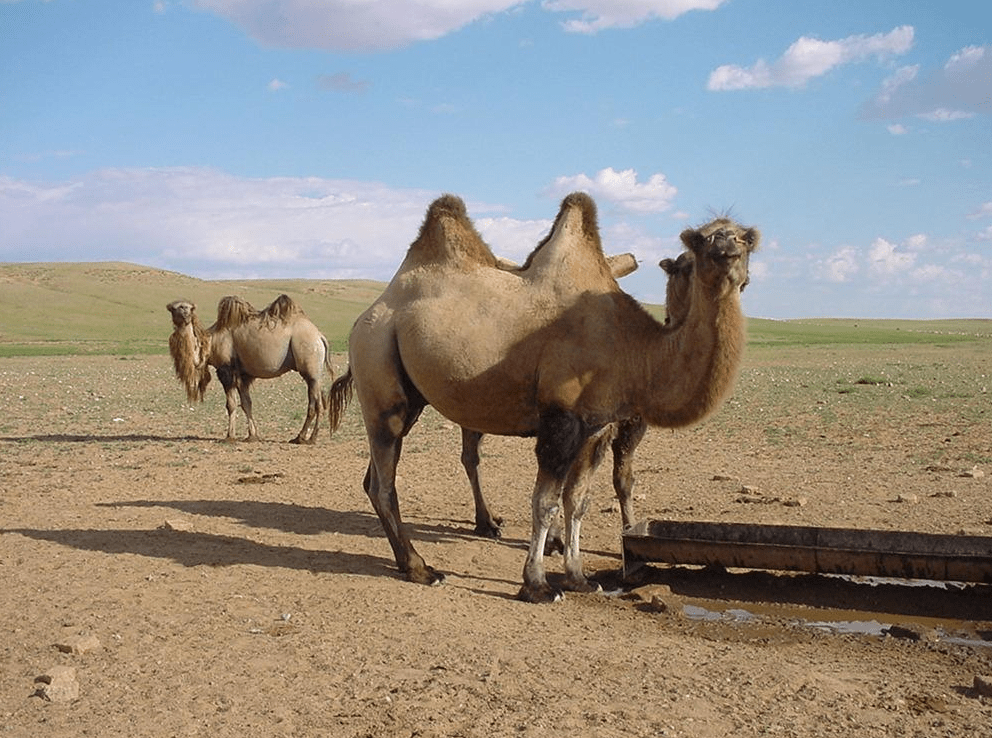 宁夏男子救下遇难野驼幼崽,4年后遭沙漠野狼袭击,骆驼赶来相救