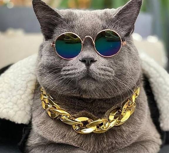 美国一网红猫因猫绳绊倒12岁男童遭男童摔死,主人上前理论也被打_彭祖