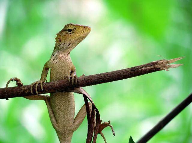 蜥蜴_色彩_山神