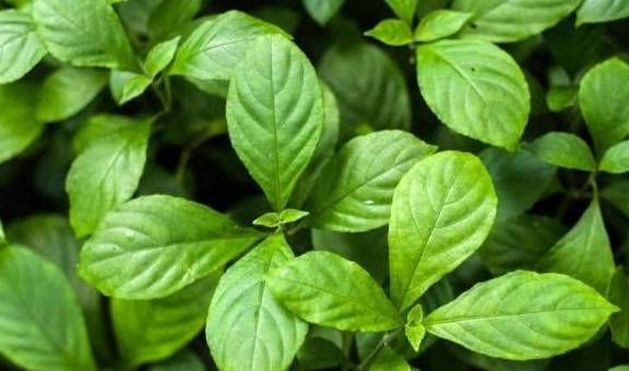 板青颗粒的作用用途,板青颗粒的用量用法,板青颗粒的药理作用!