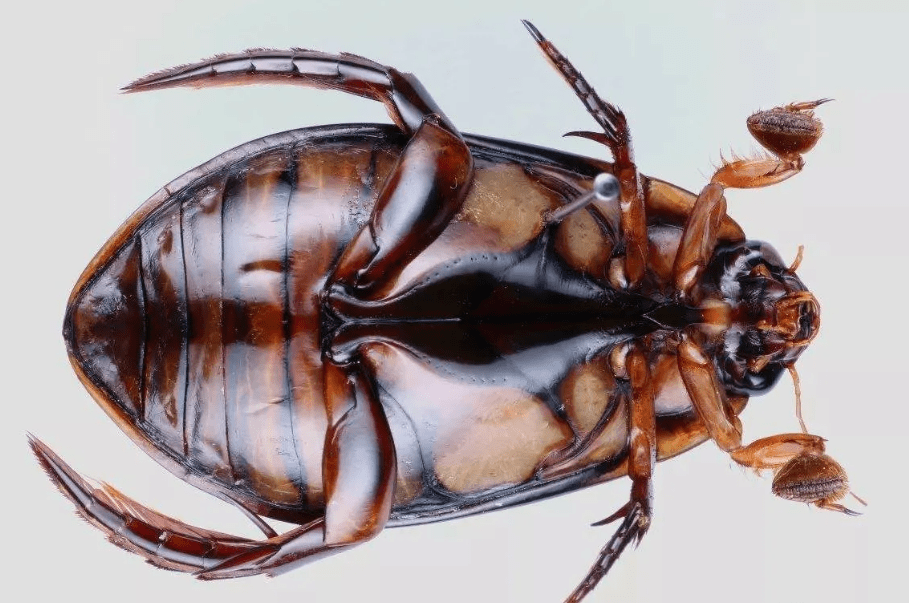 水蟑螂,样子恐怖,却是老广最爱,营养健康又美味,你敢不敢尝?