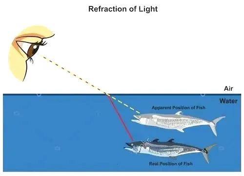 光的折射 鱼图片