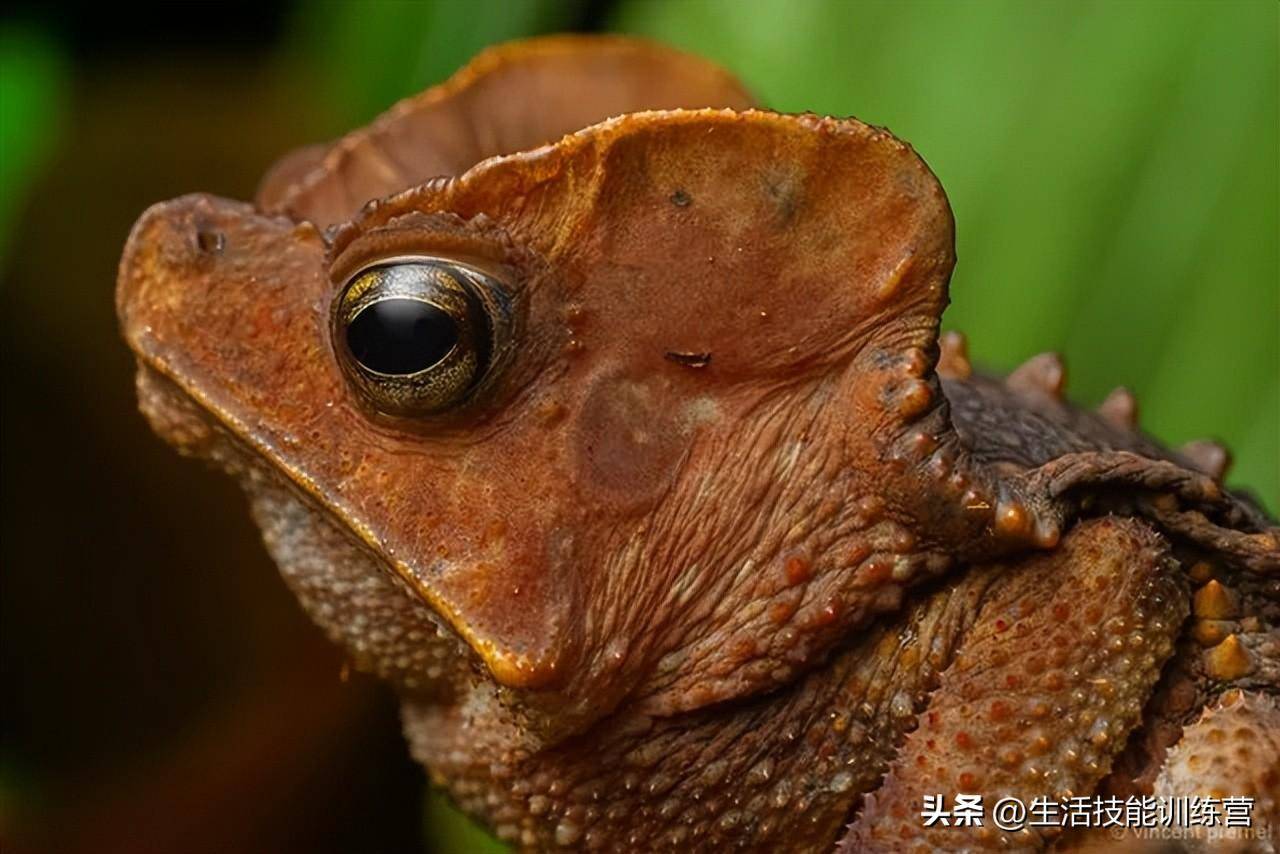 神奇動物在哪裡,50種罕見的動物你可能沒見過_進化_生活_亞馬遜