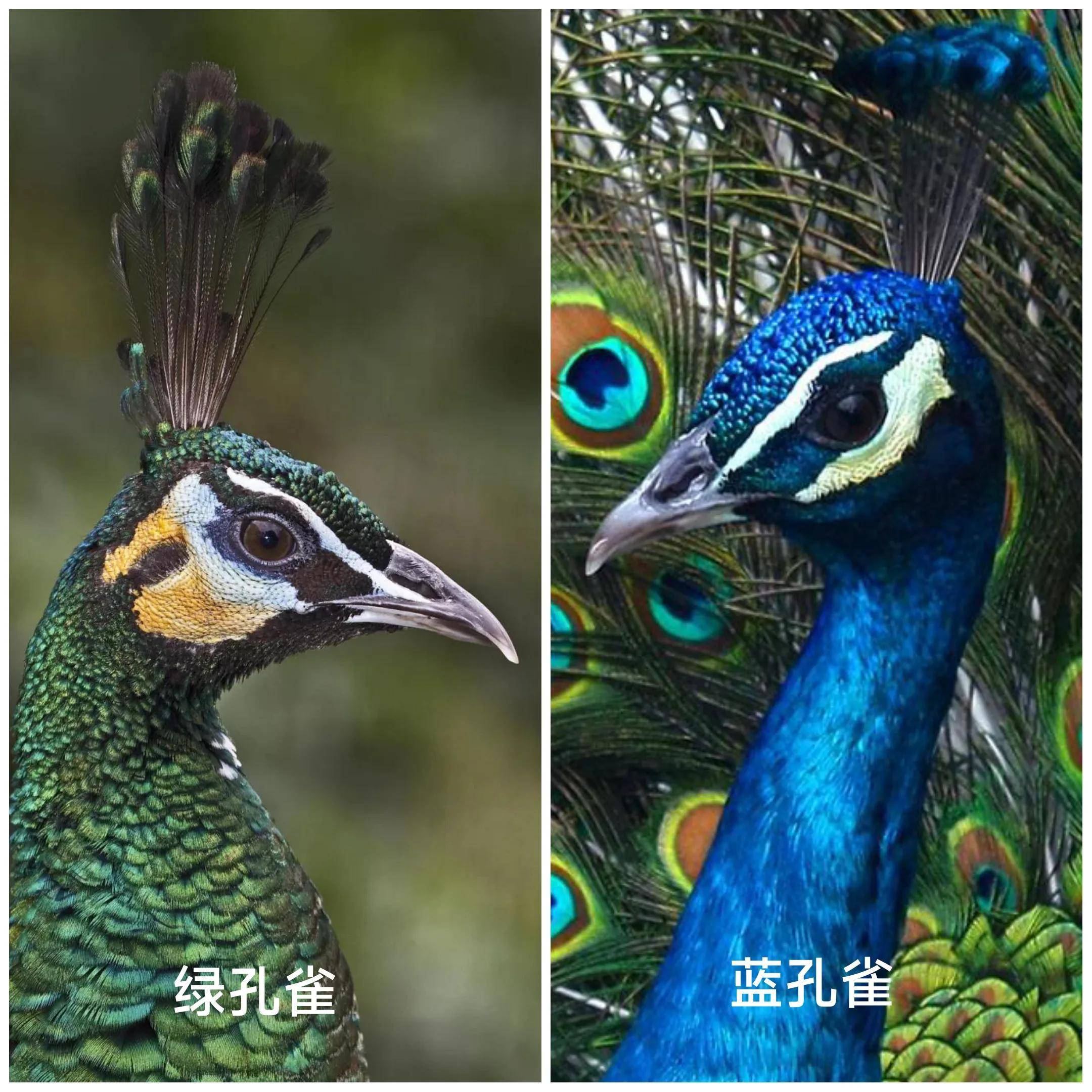 什么品种的孔雀，能叫停在建39亿的水电站工程…_搜狐网