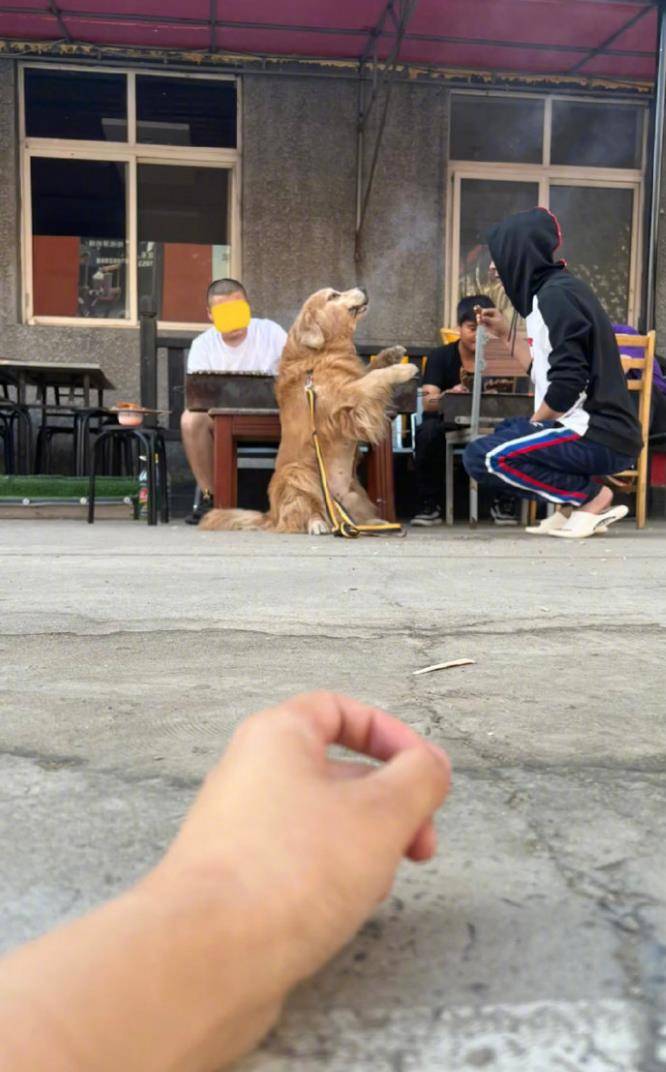 遛狗的时候别路过烧烤架(笑到肚子疼的搞笑图片)_什么_爸爸_医生