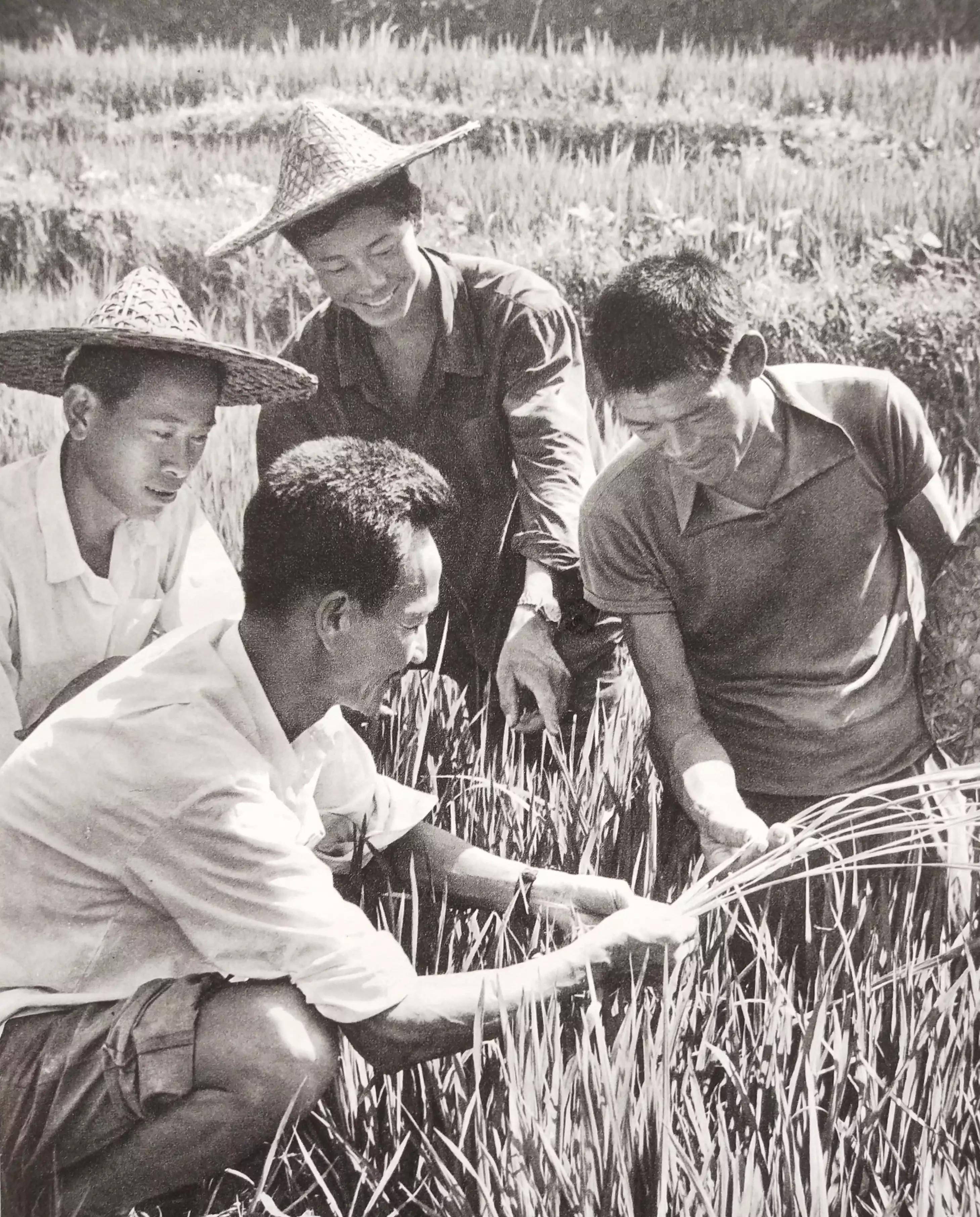 70年代記憶(20)-懷舊圖片欣賞_農業_勞動_革委會