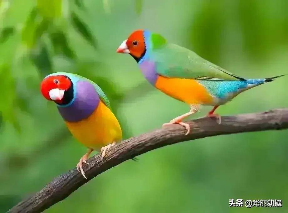 世界上极品漂亮的六种鸟,您认识几种?_鸟类_妈妈_雏鸟