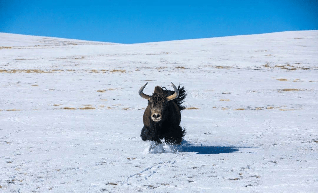 雪山,湖泊,連成一個冰雪的世界.