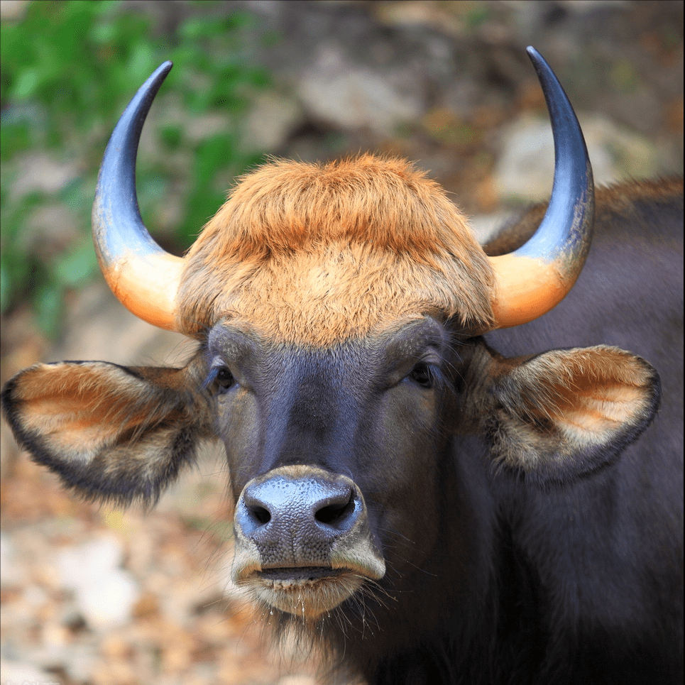 牛中巨无霸,"现代牛魔王"的国外野牛,可否与家养黄牛育种_染色体_杂交