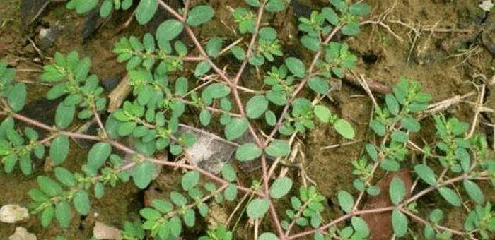 民间_野草_作用