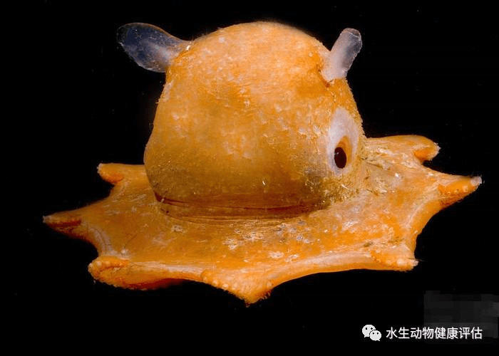 水中小飞象!章鱼中的"可爱担当":加利福尼亚面蛸_时候_物种_生活