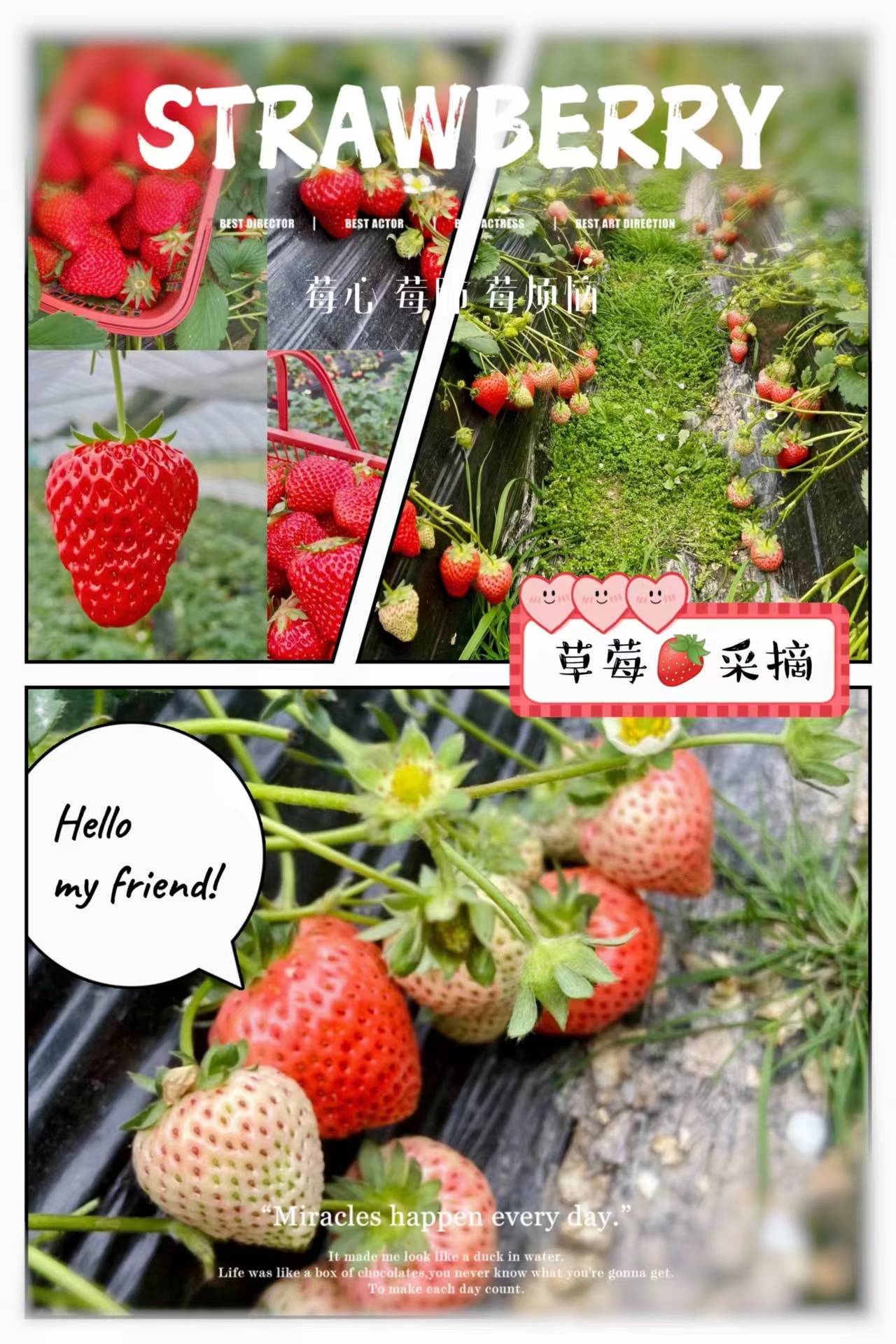 乐活营地2023上海植树草莓采摘活动进行中