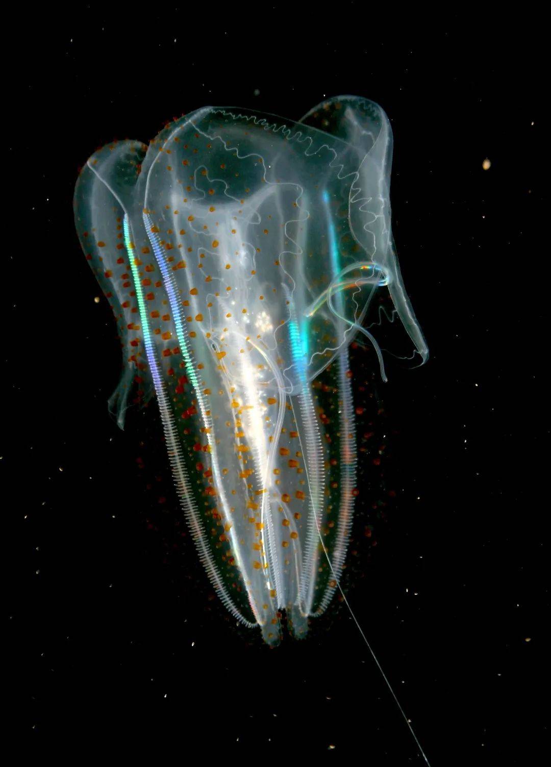 科普:美丽的海洋女神斑点栉水母介绍及如何饲养?_触手_身体_猎物