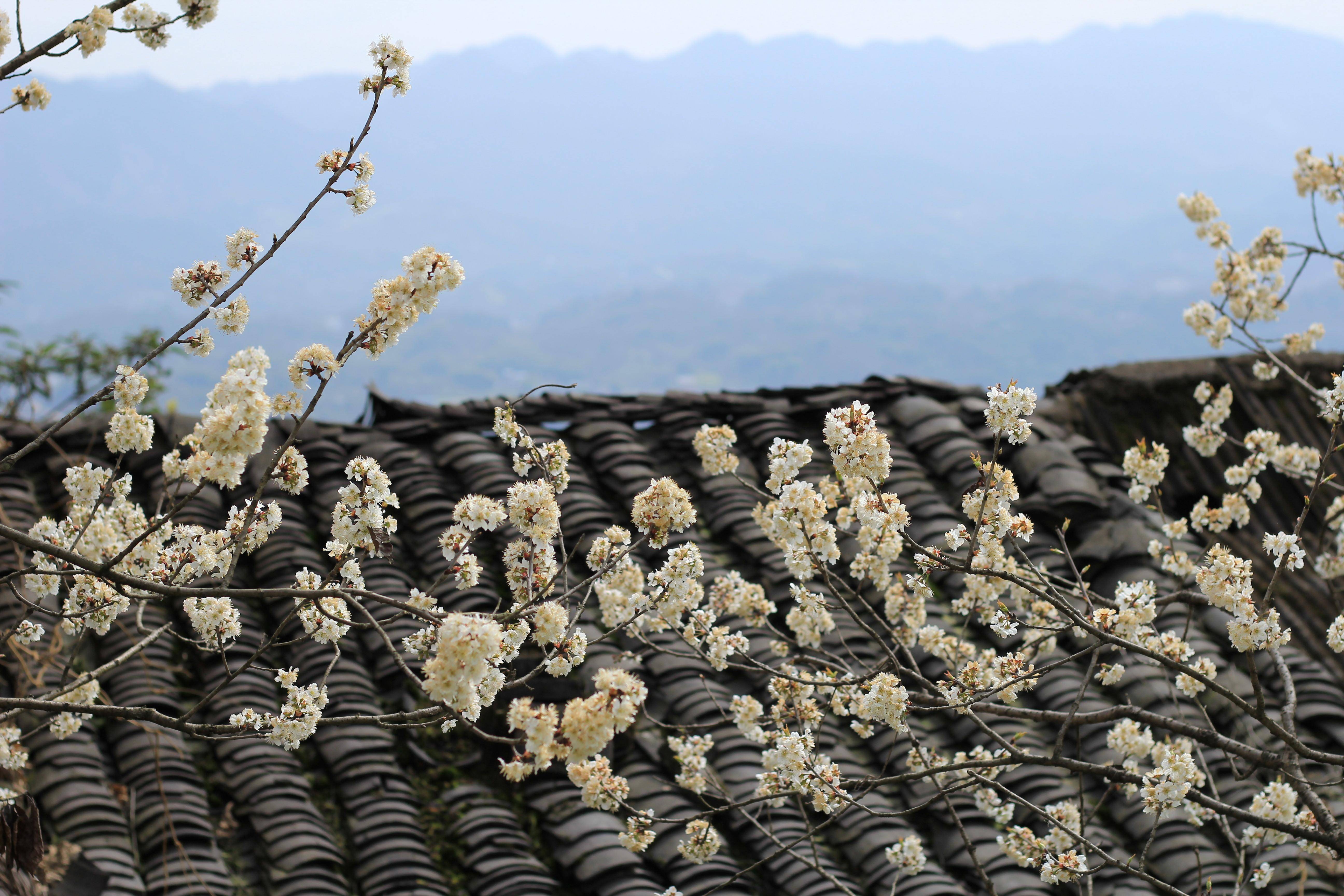 巴南百节樱花图片