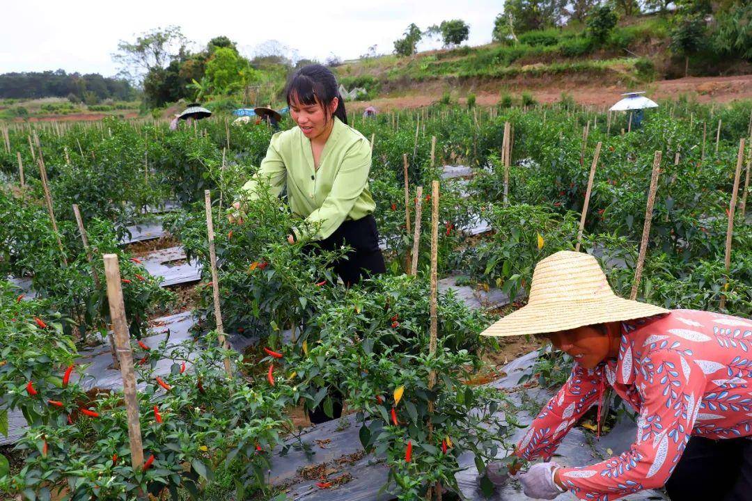 这位辣椒妹把罗定农产品销往省外多个大市场_种植_发展_农业