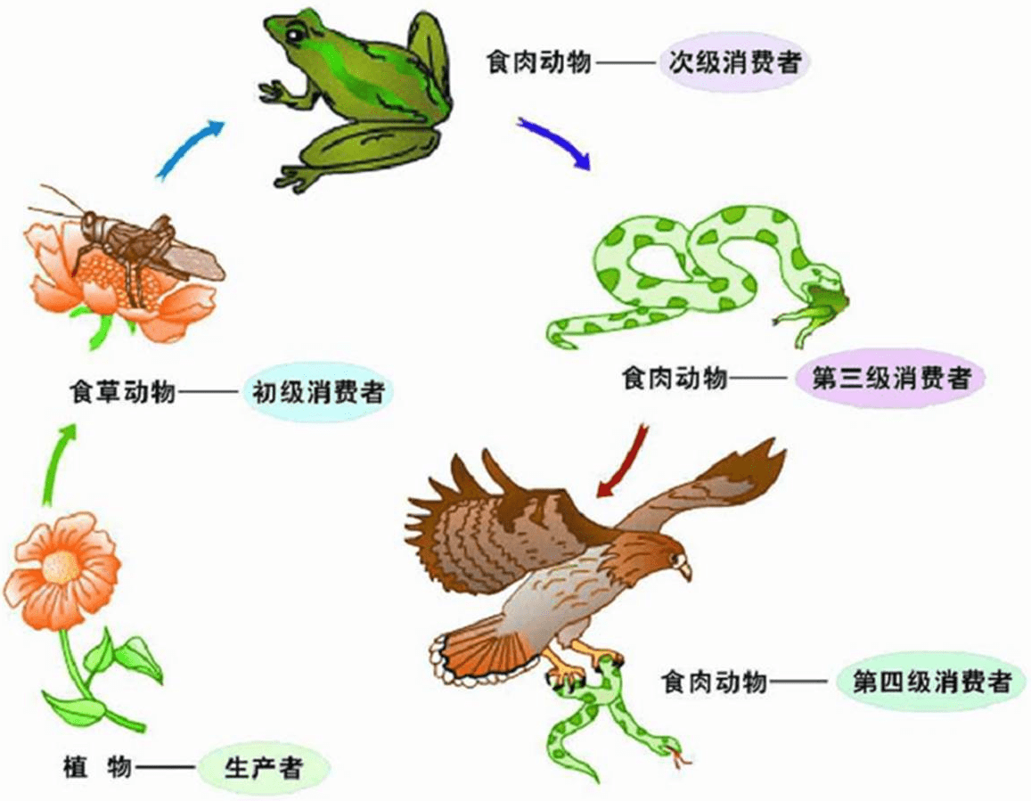自然的田蛙,牛蛙等等,它们都是田野的益虫,维持着整个生态链的平稳