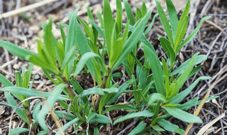农村山上1野菜,俗称"山蚂蚱",包饺子补钙促消化,别错过_手机搜狐网