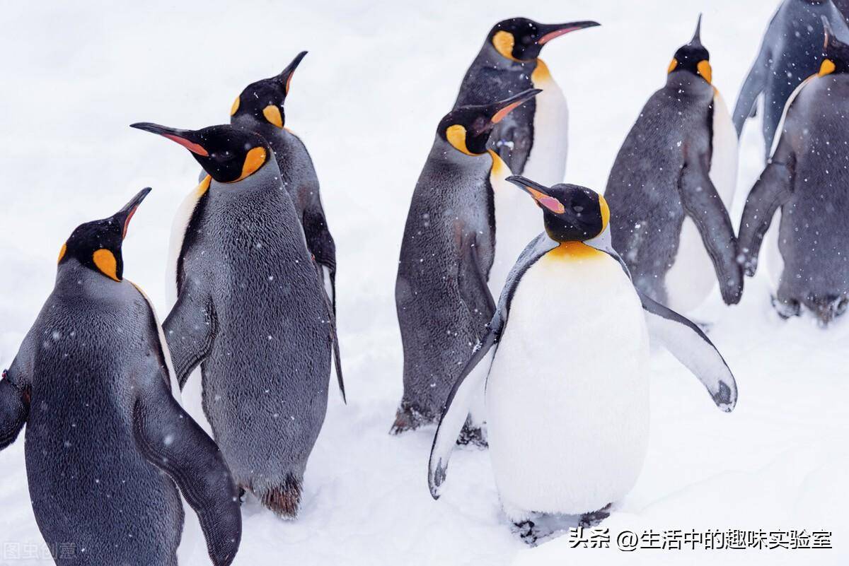 企鹅腿多长图片