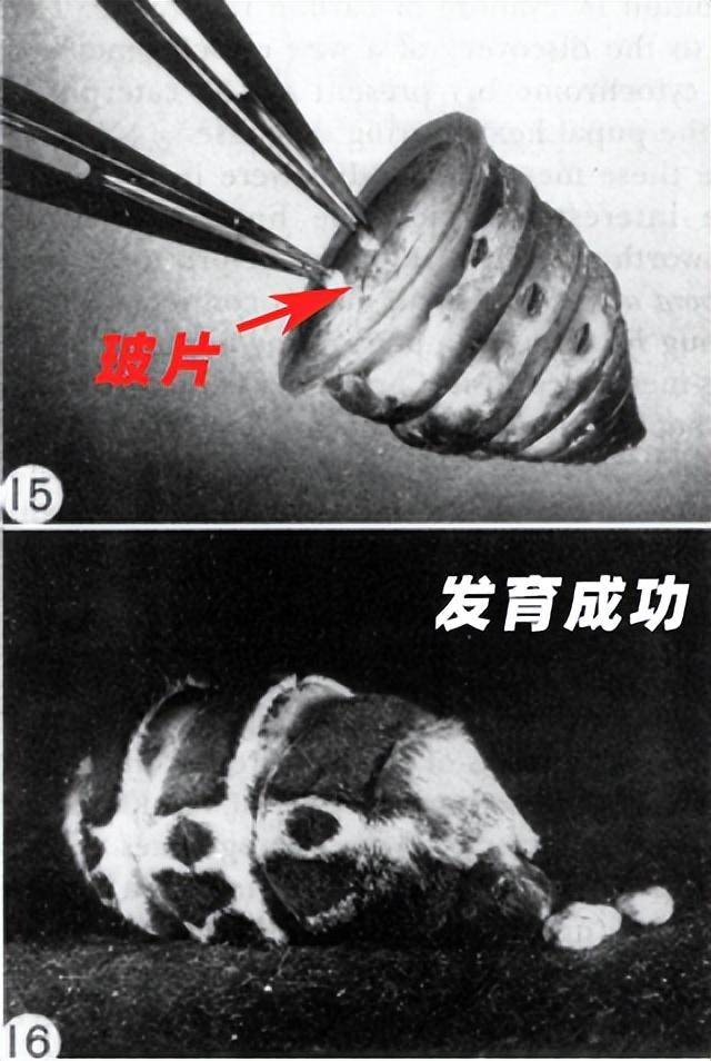 美国蝴蝶蛹切割实验图片