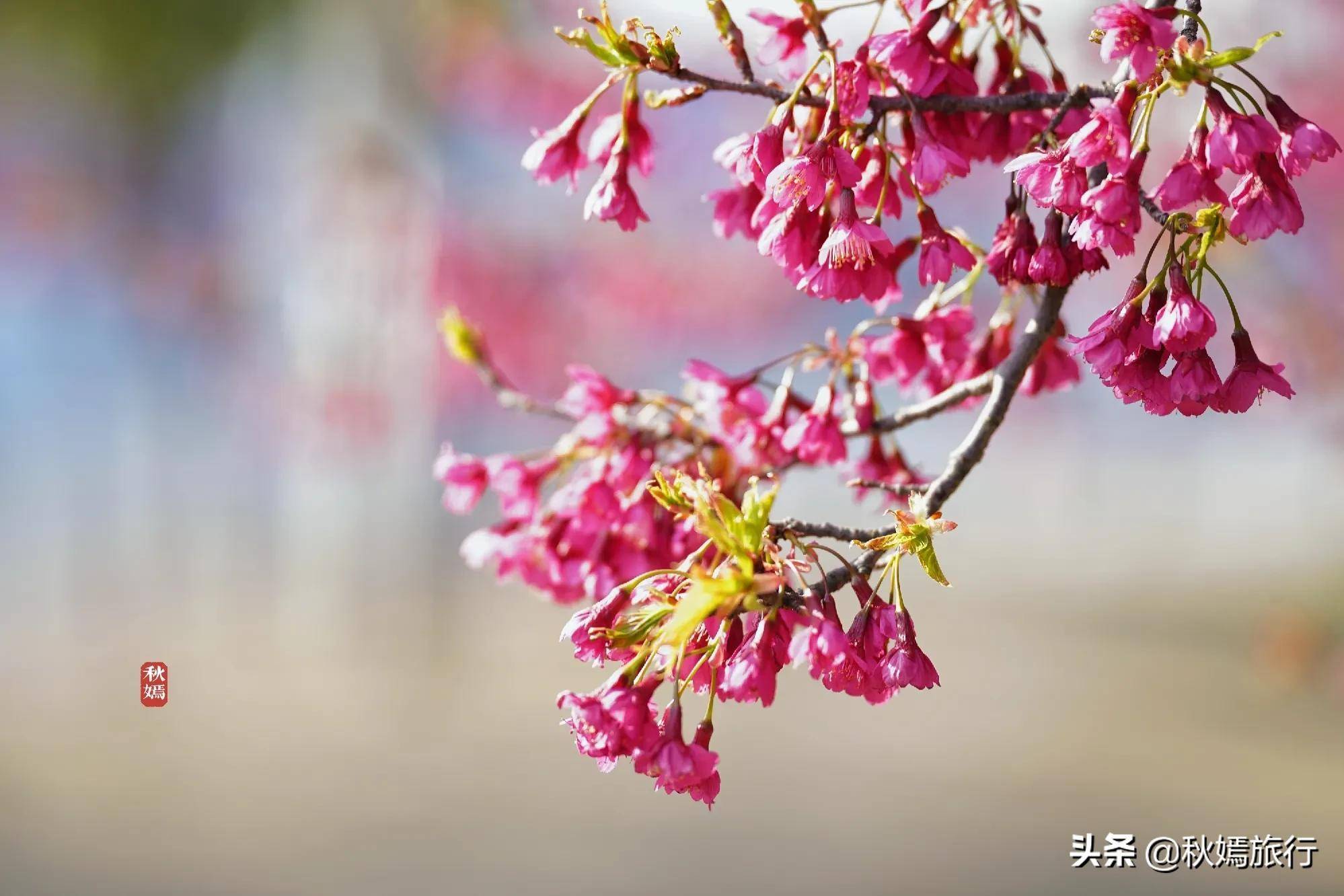 常熟马路旁有片寒绯樱盛开了,鲜艳靓丽,这座旅游城市春景迷人_樱花_秋