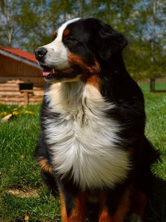 通人性,適合獨居女孩家養的大型犬,伯恩山犬!_主人_保護_山山