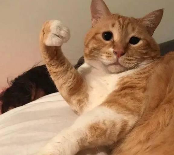 日本网友镜头下的"猫照"又火了,网友:软萌又可爱,太治愈了_猫咪_表情