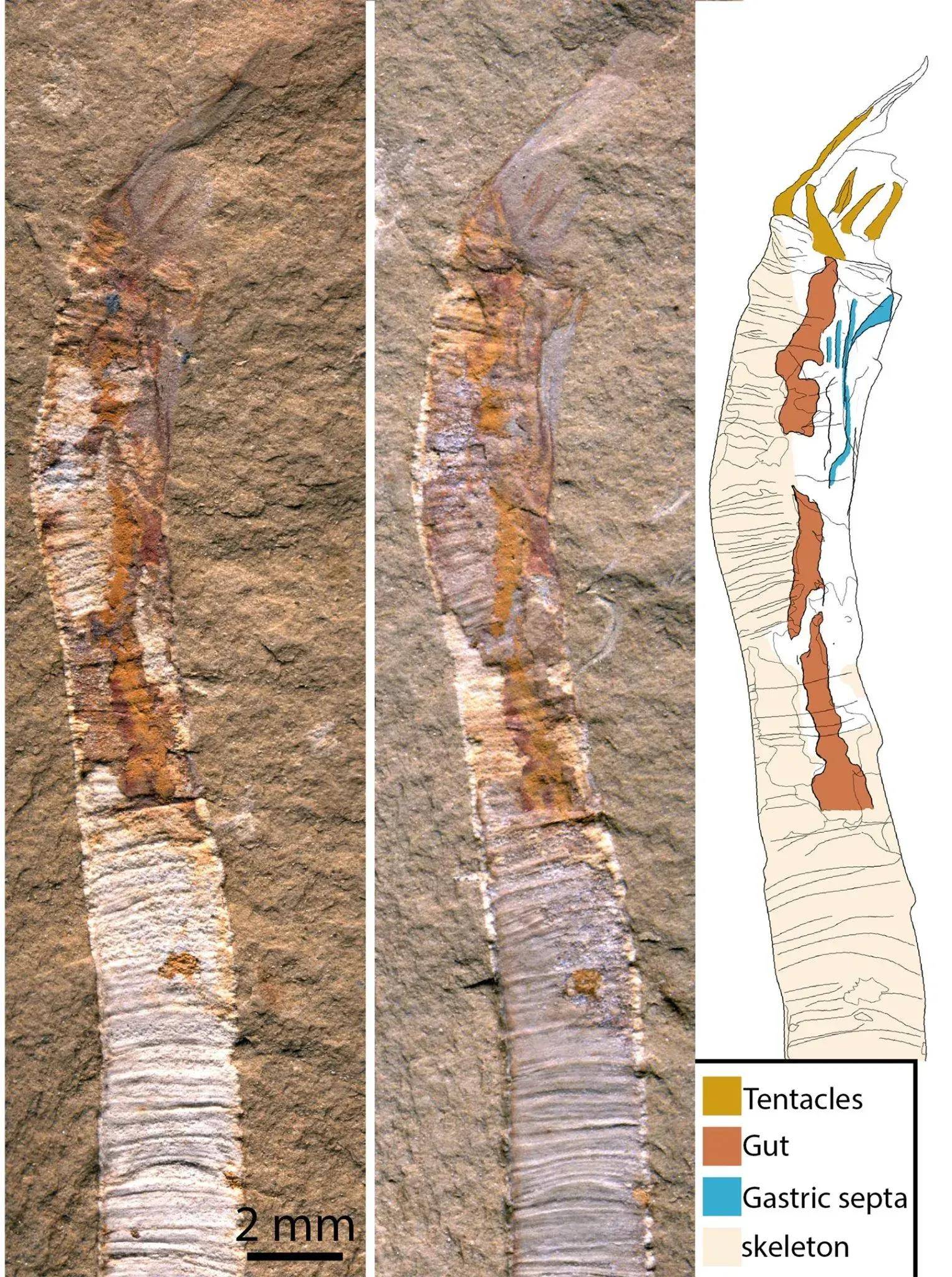 5亿年前的化石解开了刺胞动物进化的百年之谜