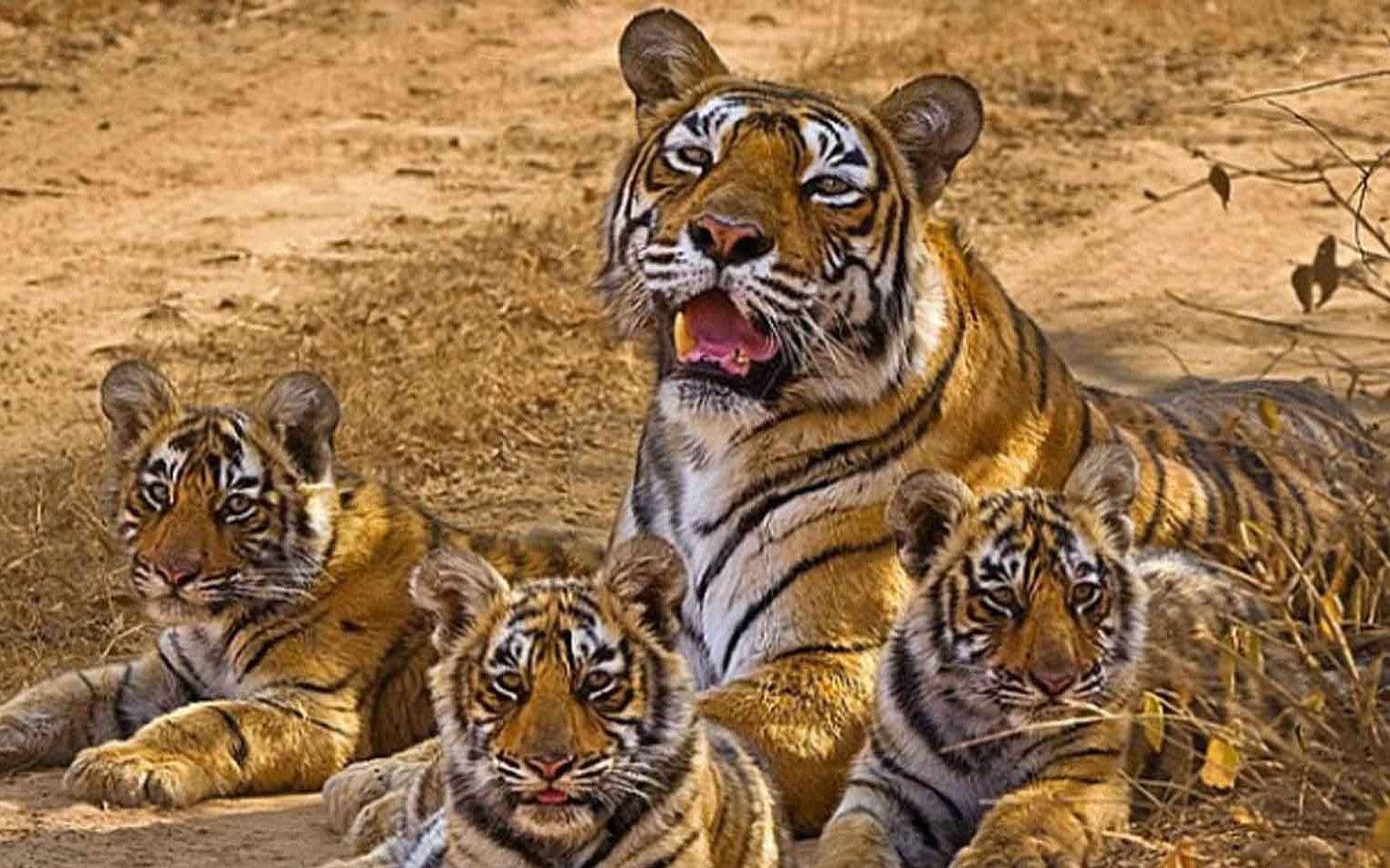 虎王玛琪莉有多猛?