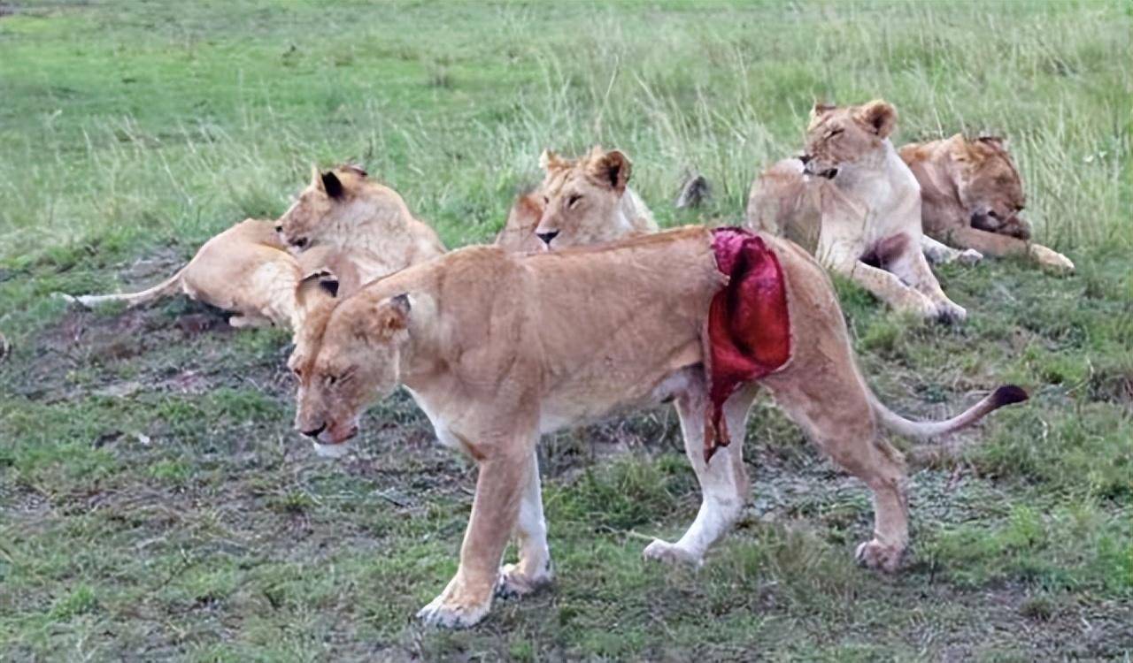 面对食肉动物,食草动物有能力反抗,为何还是会选择逃跑?