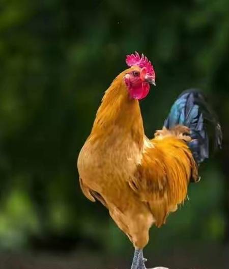 花10元买的5只土鸡仔羽翼渐丰,小狗旺财呵护有加_信阳_于全国_网络