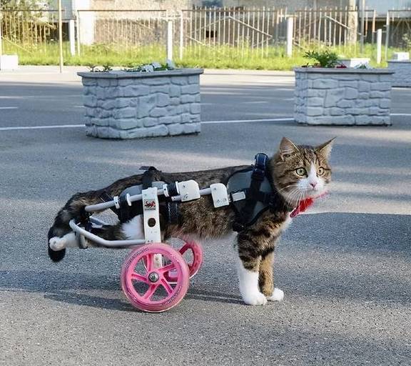 它被网友誉为是喵界的小霍金,双腿残疾却活成行走的表情包_rexie_猫咪