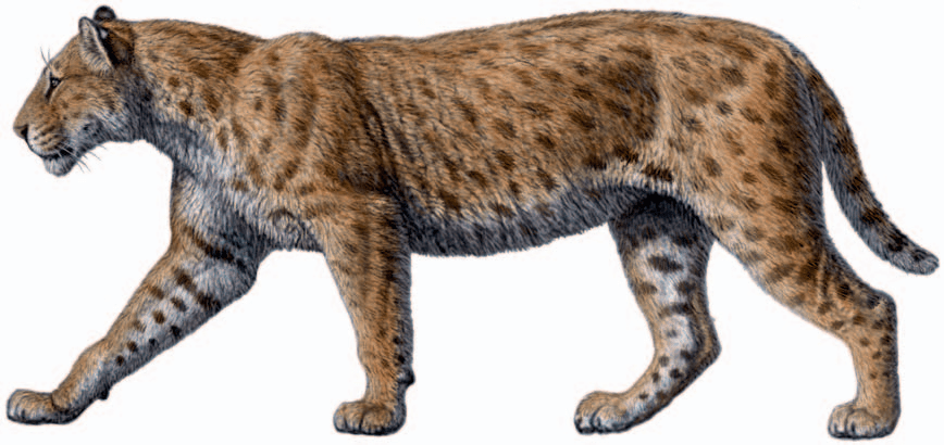 江左其杲:后猫不是小号剑齿虎,更像大猫咪,曾压制真猫500万年_研究