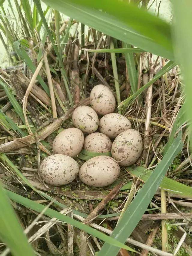 水田中央有窝蛋,当地网民接力守护20多天,终于等到奇迹发生_鸟窝_保护