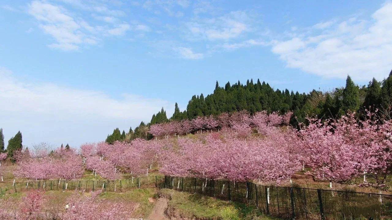 高坪区澜岭江花景区图片