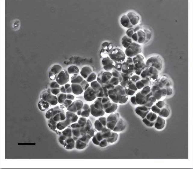藤黄八叠球菌具体结构图片