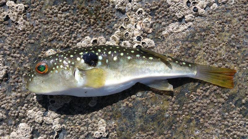 河豚长江三鲜之一-星点东方豚_背鳍_尾鳍_胸鳍