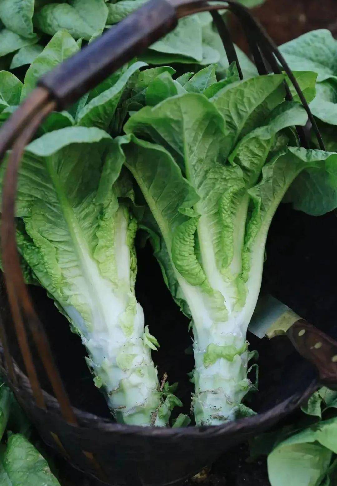 "咬春"迎立春,通州多家饭店抢春菜市场!_金玉满堂_北京_味道