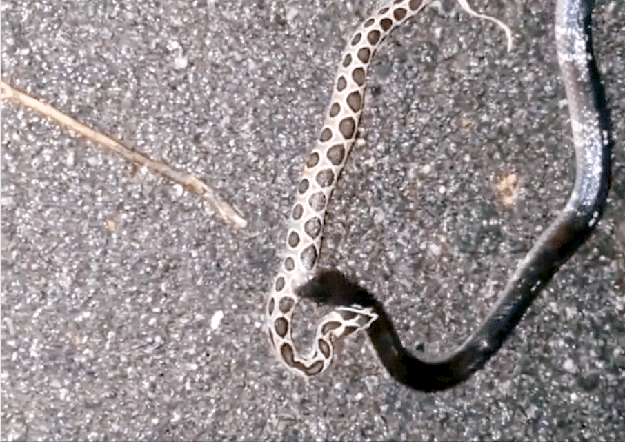 印度环蛇:印度人睡梦中的死神,还是不折不扣的食蛇者_毒蛇_眼镜蛇