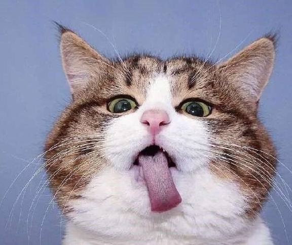猫脸人牙表情包图片