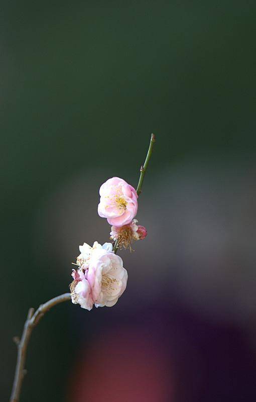 冬暖风起,百草发芽,与春同行,未来可期._生活_时光_万物