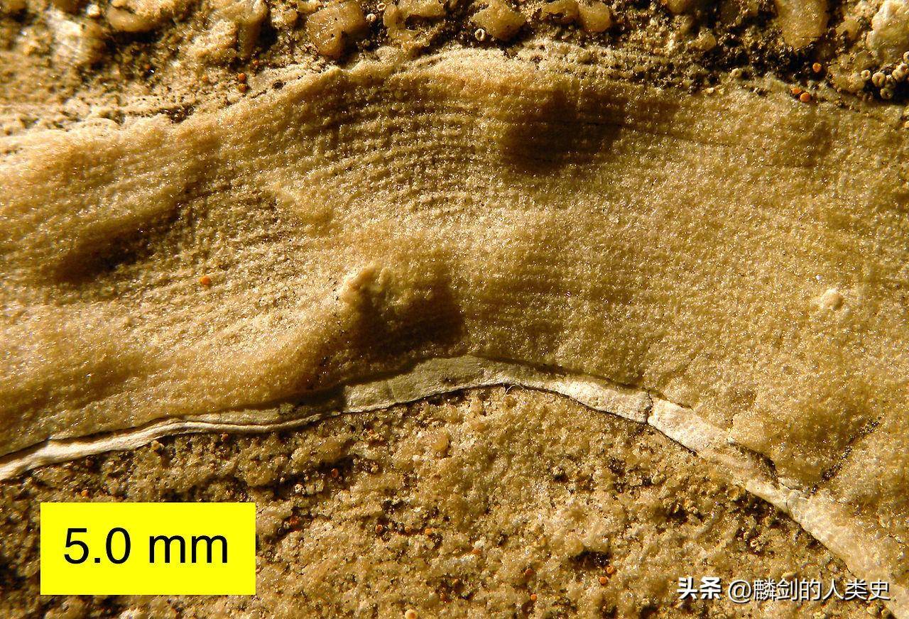 头足纲基本构造填图答案_头足纲的足特化为_头足纲的主要特征