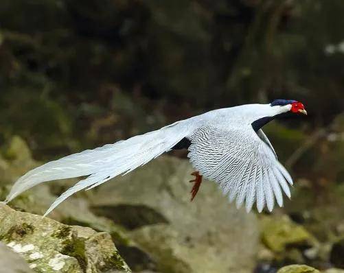 "白凤凰"现身漳州_白鹇_李白_白色