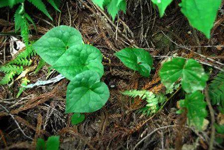 叶子似马蹄,花开似喇叭,人称"通鼻草",十分珍贵,遇见别错过_细辛_植物