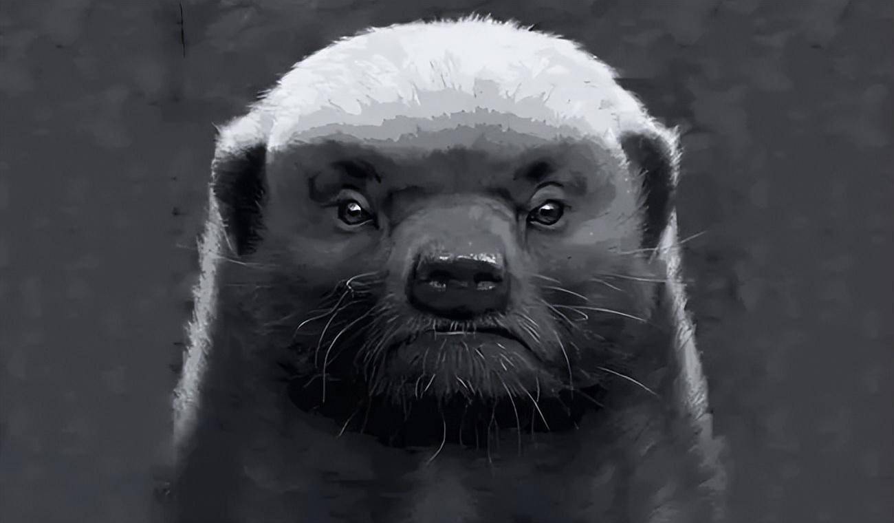 平头哥其实是它的外号,本名叫蜜獾,鼬科蜜獾属.