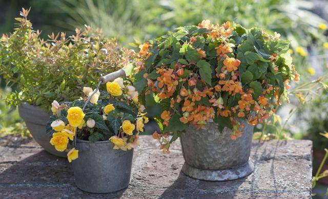 盆栽秋海棠出现难开花,学好播种繁殖技巧,使其多年开花也不难_时候