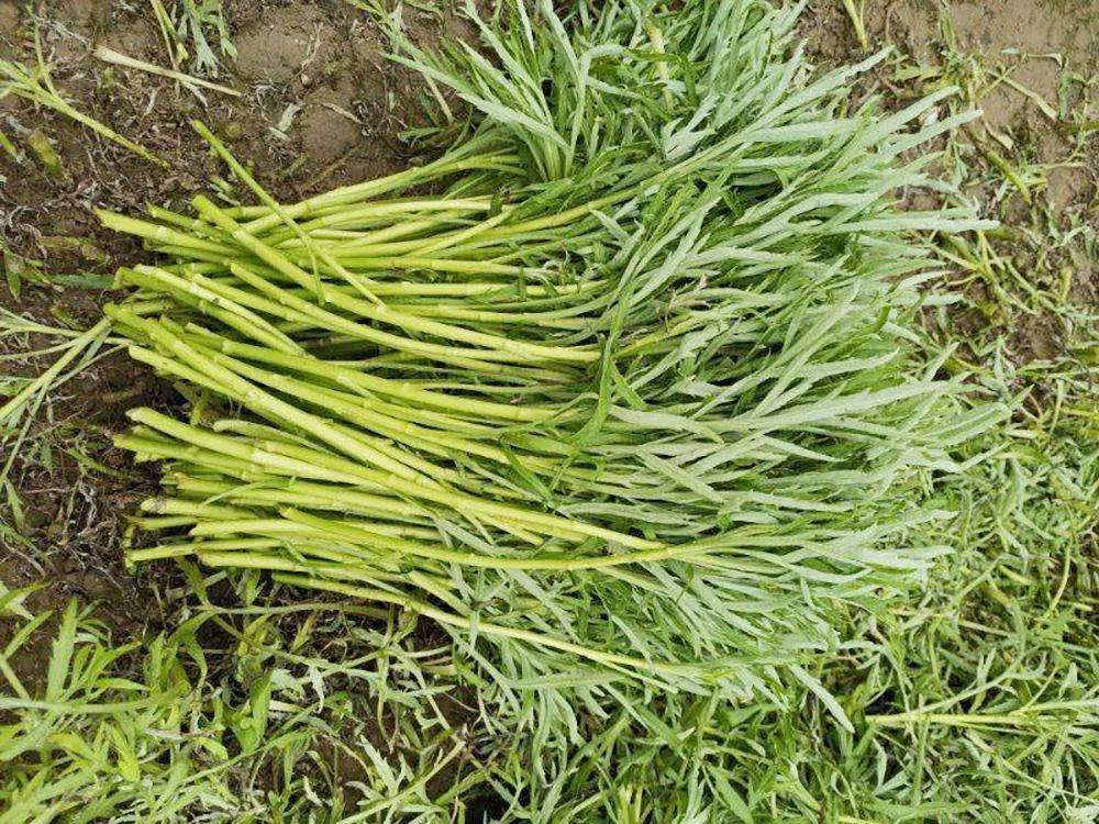 这野菜春天特有,很多人拿镰刀去割,有蒿草清香,炒腊肉又脆又香_野藜