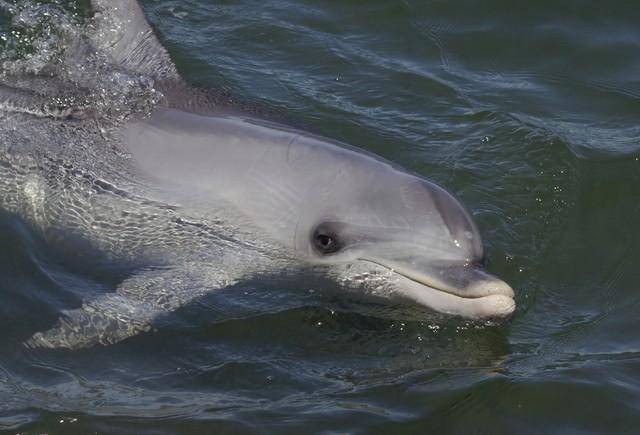 为什么鲸类有流眼泪的习性,流眼泪对他们有什么作用_眼睛_生活_动物