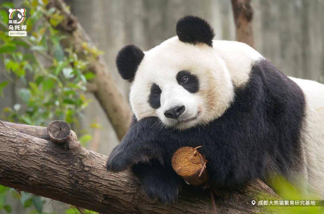 大熊猫苏苏家族图片